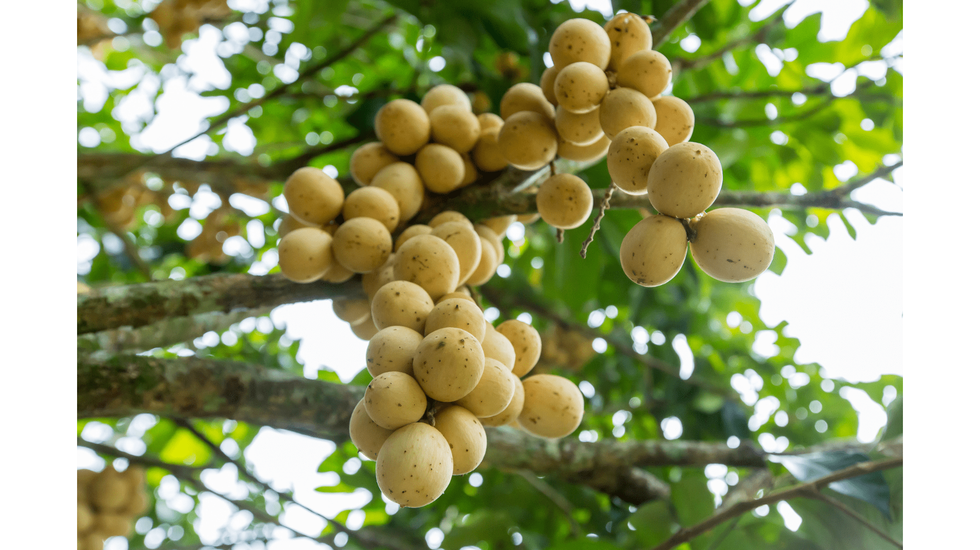 A must-try tropical delicacy, lanzones defines Camiguin’s harvest pride.