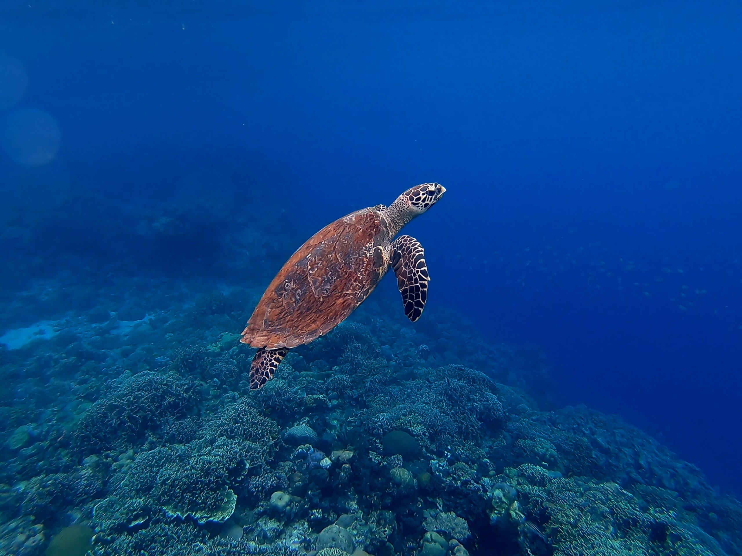 Moalboal in Cebu is famous for sardine runs, sea turtles, and vibrant coral reefs.