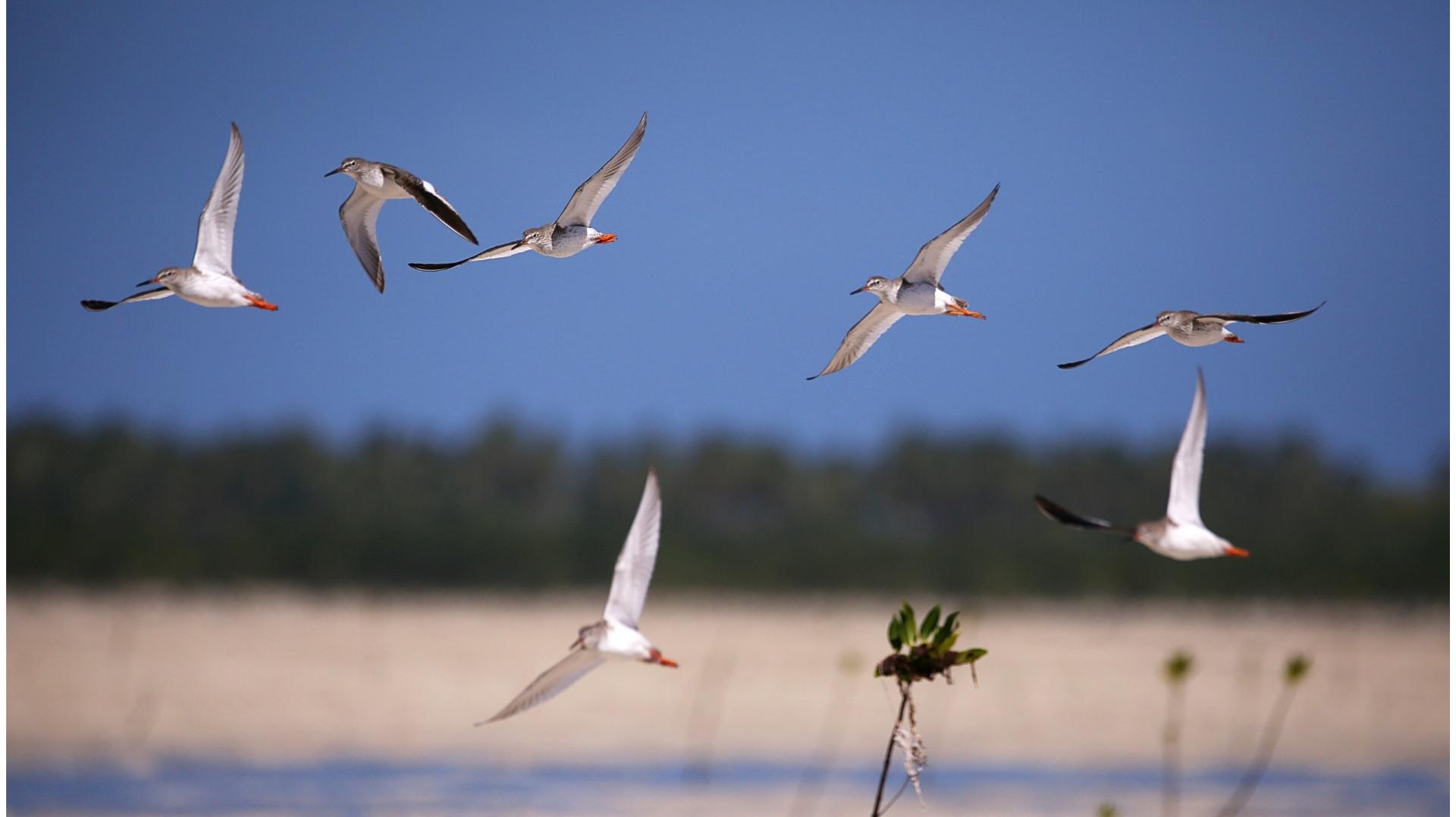 Olango Island Wildlife Sanctuary in Cebu is a haven for migratory birds and nature lovers.