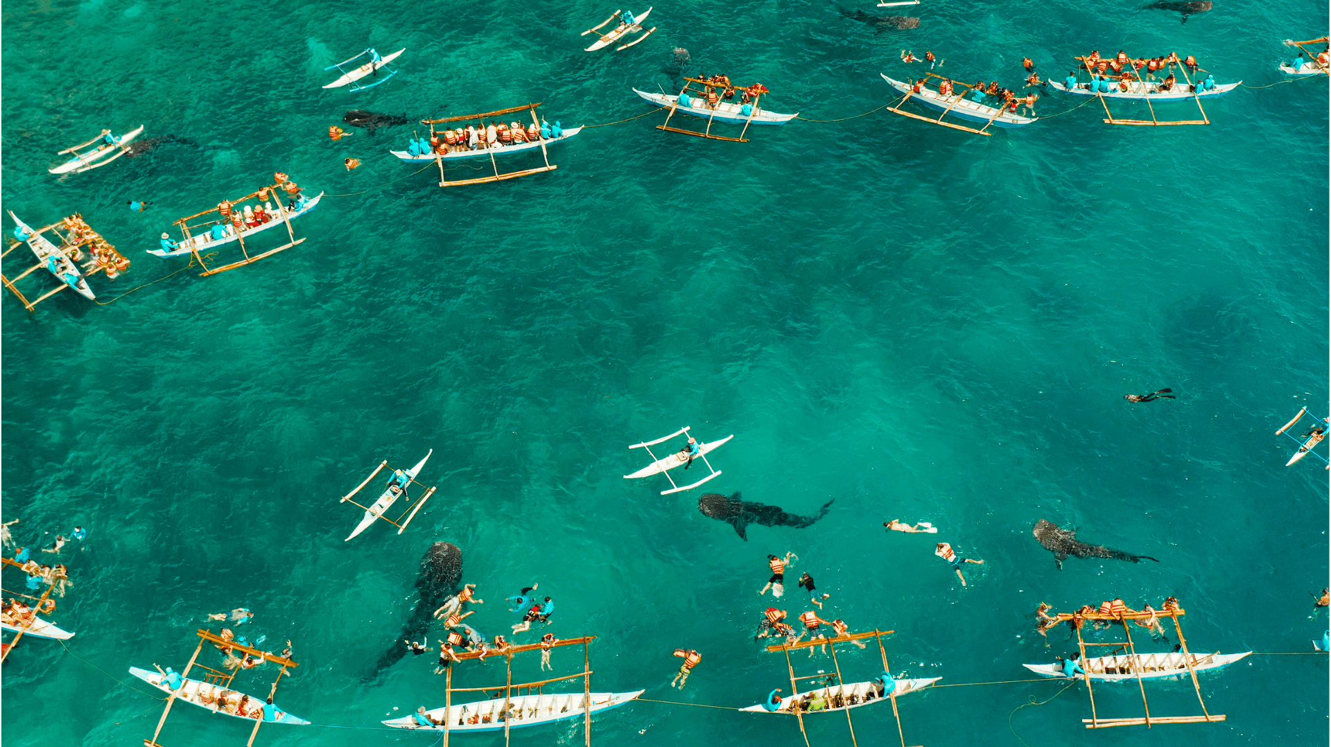 Graceful sea turtle swimming alongside Moalboal’s famous sardine run in Cebu.