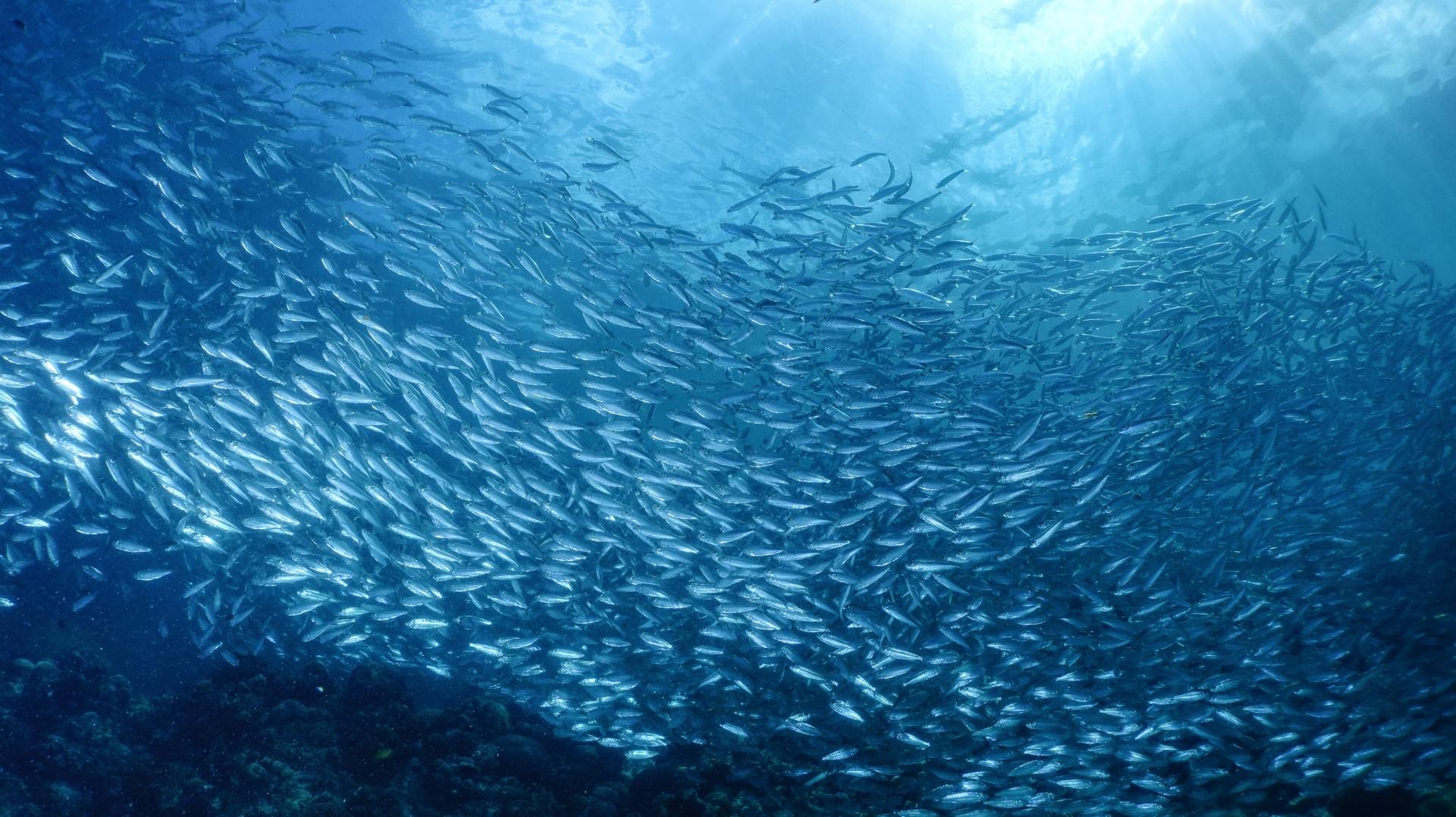Moalboal in Cebu is famous for sardine runs, sea turtles, and vibrant coral reefs.