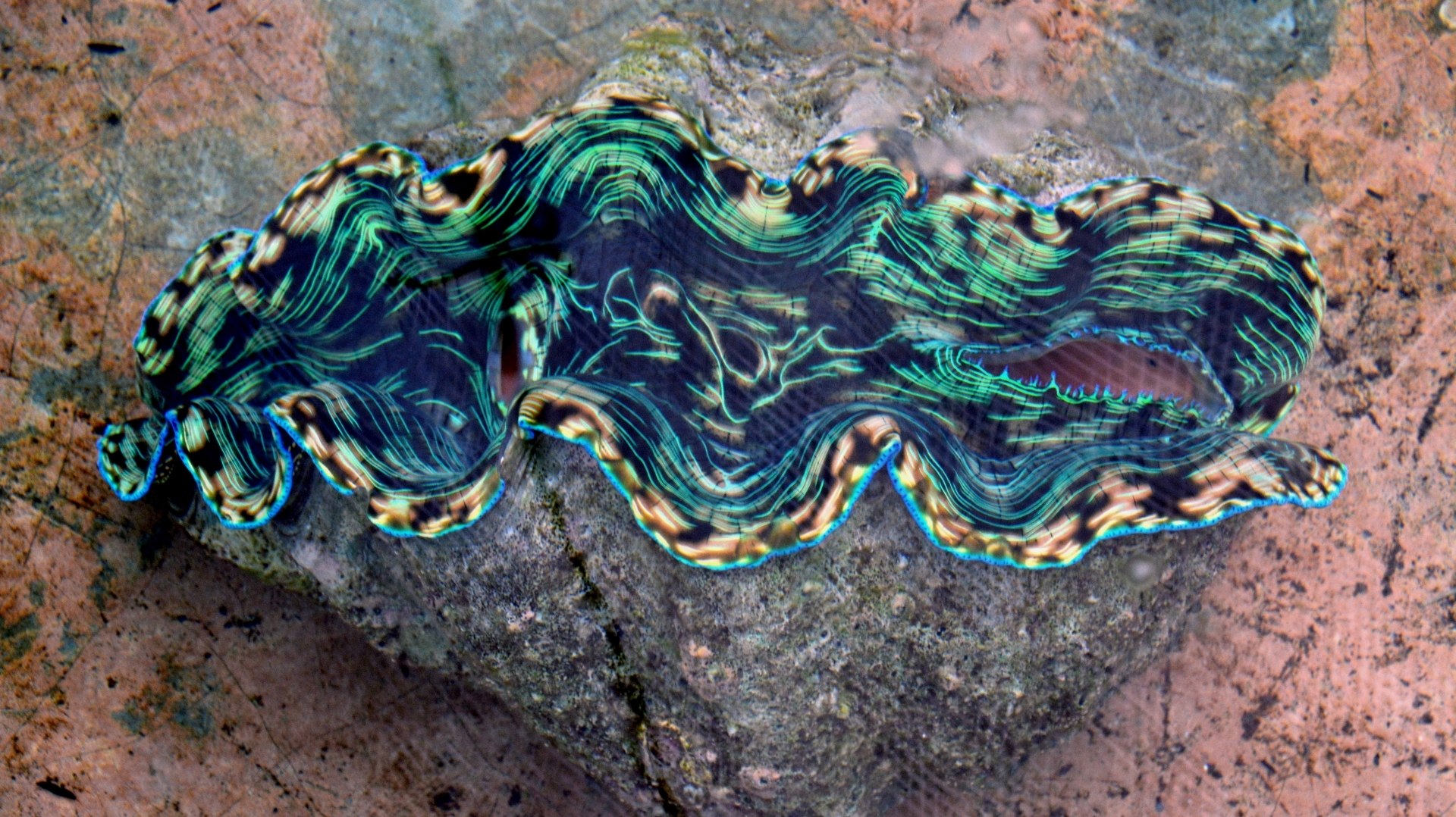 Camiguin’s Giant Clam Sanctuary showcases vibrant clams that thrive in its clear tropical waters.