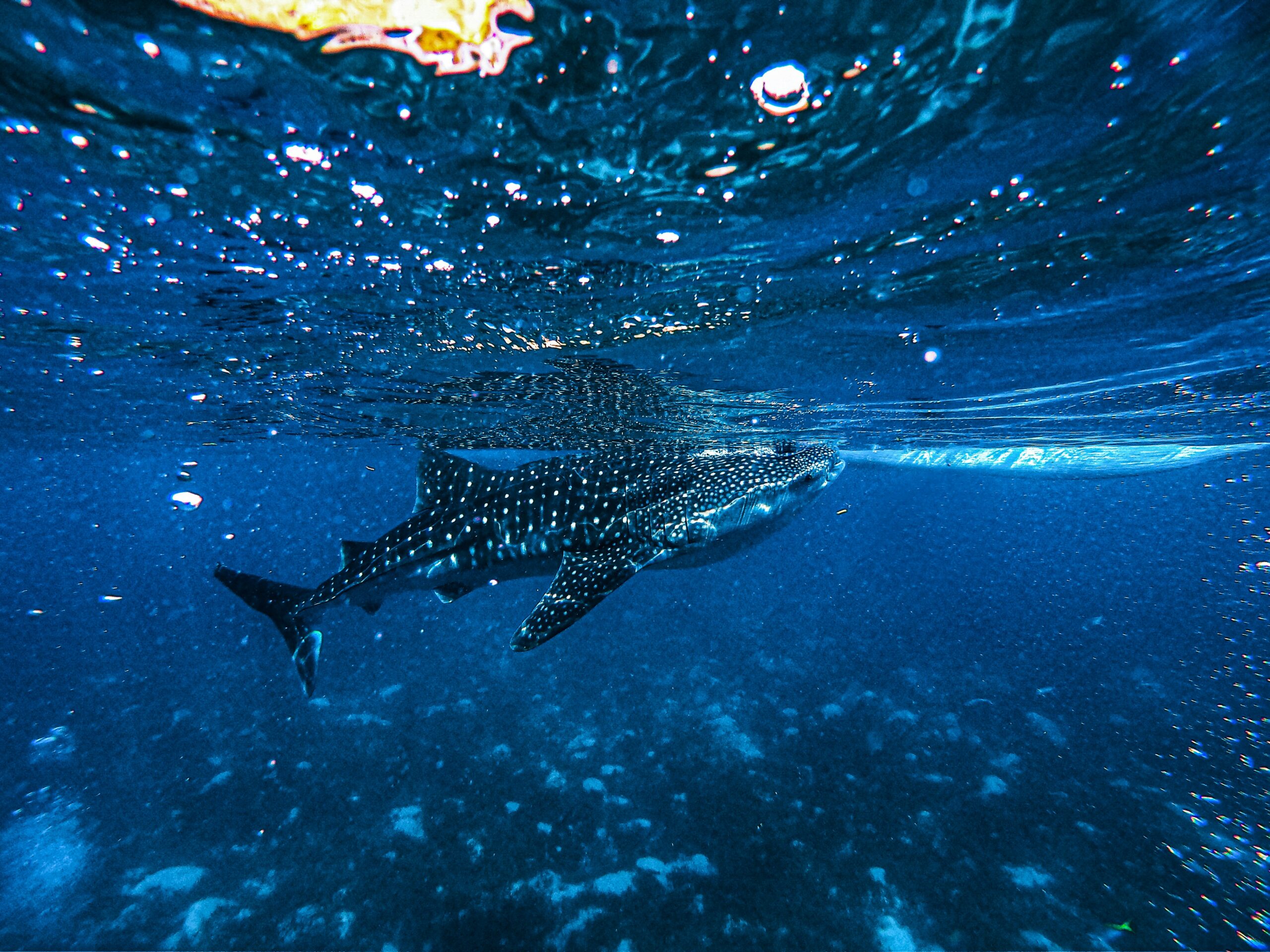Graceful sea turtle swimming alongside Moalboal’s famous sardine run in Cebu.